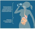 Liposol C - Infografika.jpg