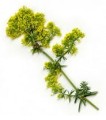 Przytulia właściwa.jpg